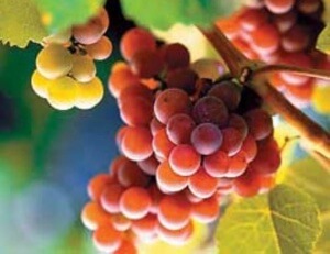 Відомий сорт винограду російського виведений шляхом штучного схрещування